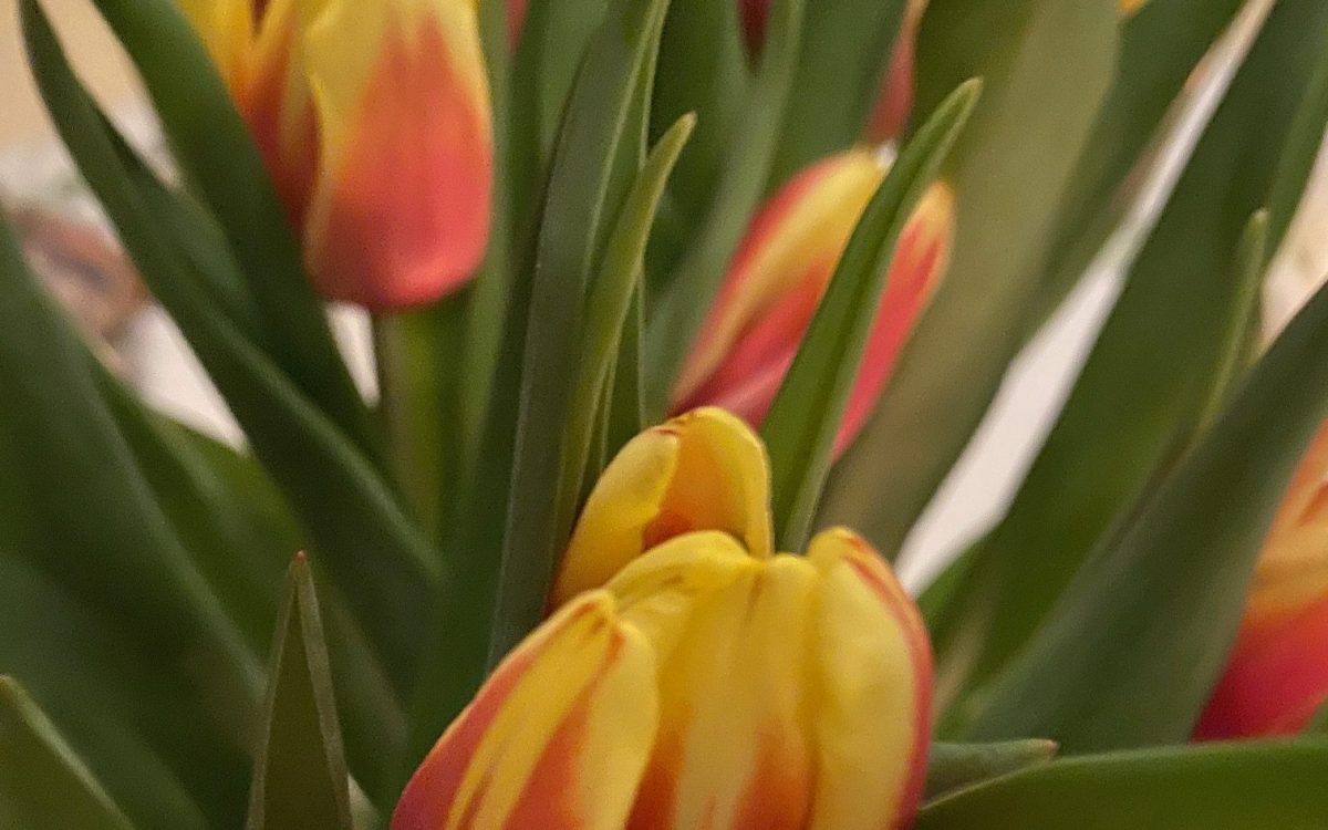 Tulipes